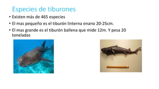 Especies de tiburones
• Existen más de 465 especies
• El mas pequeño es el tiburón linterna enano 20-25cm.
• El mas grande es el tiburón ballena que mide 12m. Y pesa 20
toneladas
 