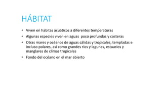 HÁBITAT
• Viven en habitas acuáticos a diferentes temperaturas
• Algunas especies viven en aguas poco profundas y costeras
• Otras mares y océanos de aguas cálidas y tropicales, templadas e
incluso polares, así como grandes ríos y lagunas, estuarios y
manglares de climas tropicales
• Fondo del océano en el mar abierto
 