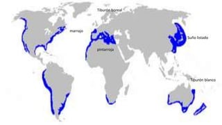 Tiburón blanco
pintarroja
Tiburón boreal
marrajo
Suño listado
 