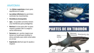 ANATOMIA
• las Aletas superiores sirven para
equilibrarse al nadar
• Las aletas inferiores les permiten
controlar los movimientos
• Hendiduras branquiales
• ojos , no pueden cerrarlos tienen
una membrana para protegerlos
• Narinas le sirve para oler no para
respirar pueden oler la sangre a
varios kilómetros
• Sensores son puntos negros que
tienen en la piel para localizar a
otros animales que están enterrados
en el mar
• Espiráculo abertura que le ayuda a
respirar.
 