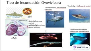 Zoología de Vertebrados