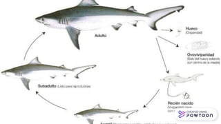 Zoología de Vertebrados