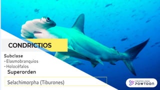 Zoología de Vertebrados