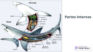 Zoología de Vertebrados