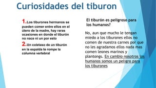 Curiosidades del tiburon
1.Los tiburones hermanos se
pueden comer entre ellos en el
útero de la madre, hay raras
ocasiones en donde el tiburón
no nace ni un por esto
2.Un coletaso de un tiburón
en la espalda te rompe la
columna vertebral
El tiburón es peligroso para
los humanos?
No, aun que mucho le tengan
miedo a los tiburones ellos no
comen de nuestra carnes por que
no les agradamos ellos nada mas
comen leones marinos y
plantongs. En cambio nosotros los
humanos somos un peligro para
los tiburones
 