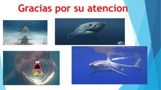 Gracias por su atencion
 