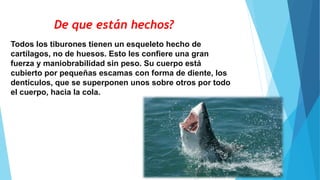 Todos los tiburones tienen un esqueleto hecho de
cartílagos, no de huesos. Esto les confiere una gran
fuerza y maniobrabilidad sin peso. Su cuerpo está
cubierto por pequeñas escamas con forma de diente, los
dentículos, que se superponen unos sobre otros por todo
el cuerpo, hacia la cola.
De que están hechos?
 