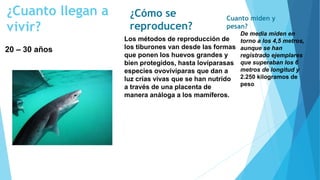 ¿Cuanto llegan a
vivir?
20 – 30 años
¿Cómo se
reproducen?
Los métodos de reproducción de
los tiburones van desde las formas
que ponen los huevos grandes y
bien protegidos, hasta lovíparasas
especies ovovivíparas que dan a
luz crías vivas que se han nutrido
a través de una placenta de
manera análoga a los mamíferos.
Cuanto miden y
pesan?
De media miden en
torno a los 4,5 metros,
aunque se han
registrado ejemplares
que superaban los 6
metros de longitud y
2.250 kilogramos de
peso
 