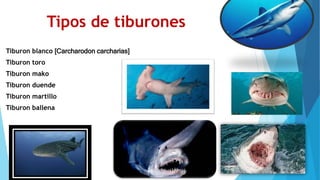 Tipos de tiburones
Tiburon blanco [Carcharodon carcharias]
Tiburon toro
Tiburon mako
Tiburon duende
Tiburon martillo
Tiburon ballena
 