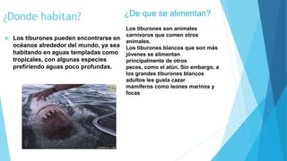¿Donde habitan?
 Los tiburones pueden encontrarse en
océanos alrededor del mundo, ya sea
habitando en aguas templadas como
tropicales, con algunas especies
prefiriendo aguas poco profundas.
¿De que se alimentan?
Los tiburones son animales
carnívoros que comen otros
animales.
Los tiburones blancos que son más
jóvenes se alimentan
principalmente de otros
peces, como el atún. Sin embargo, a
los grandes tiburones blancos
adultos les gusta cazar
mamíferos como leones marinos y
focas
 