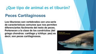 ¿Que tipo de animal es el tiburón?
Los tiburones son vertebrados con una serie
de características comunes que nos permiten
diferenciarlos fácilmente del resto de peces.
Pertenecen a la clase de los condrictios (del
griego chondros: cartílago y ichthys: pez) es
decir, son peces cartilaginosos.
Peces Cartilaginosos
 