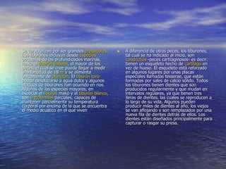 Se caracterizan por ser grandes  predadores . Los tiburones incluyen desde  especies  pequeñas de las profundidades marinas, hasta el  tiburón ballena , el mayor de los peces, el cual se cree puede llegar a medir una longitud de 18  m  y se alimenta únicamente de  plancton . El  tiburón toro  puede desplazarse a agua dulce y algunos ataques de tiburones han ocurrido en ríos. Algunas de las especies mayores, en especial el  tiburón  mako  y el  tiburón blanco , son  endotermos  parciales, capaces de mantener parcialmente su temperatura corporal por encima de la que se encuentra el medio acuático en el que viven  A diferencia de otros peces, los tiburones, tal cual se ha indicado al inicio, son  condrictios  -peces cartilaginosos- es decir: tienen un esqueleto hecho de  cartílago  en vez de hueso. El esqueleto está reforzado en algunos lugares por unas placas especiales llamadas tesserae, que están formadas por sales de calcio sólido. Todos los tiburones tienen dientes que son producidos regularmente y que mudan en intervalos regulares, ya que tienen tres ileras de dientes, las cuales se reproducen a lo largo de su vida. Algunos pueden producir miles de dientes al año, los viejos se van aflojando y son remplazados por una nueva fila de dientes detrás de ellos. Los dientes están diseñados principalmente para capturar o rasgar su presa. 