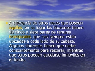 A diferencia de otros peces que poseen  agallas , en su lugar los tiburones tienen de cinco a siete pares de ranuras  branquiales , que casi siempre están ubicadas a cada lado de su cabeza. Algunos tiburones tienen que nadar constantemente para respirar, mientras que otros pueden quedarse inmóviles en el fondo. 