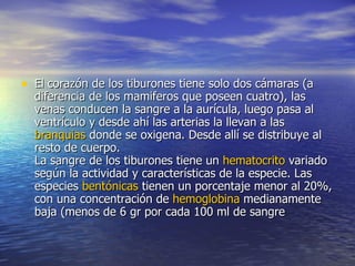 El corazón de los tiburones tiene solo dos cámaras (a diferencia de los mamiferos que poseen cuatro), las venas conducen la sangre a la aurícula, luego pasa al ventrículo y desde ahí las arterias la llevan a las  branquias  donde se oxigena. Desde allí se distribuye al resto de cuerpo. La sangre de los tiburones tiene un  hematocrito  variado según la actividad y características de la especie. Las especies  bentónicas  tienen un porcentaje menor al 20%, con una concentración de  hemoglobina  medianamente baja (menos de 6 gr por cada 100 ml de sangre  