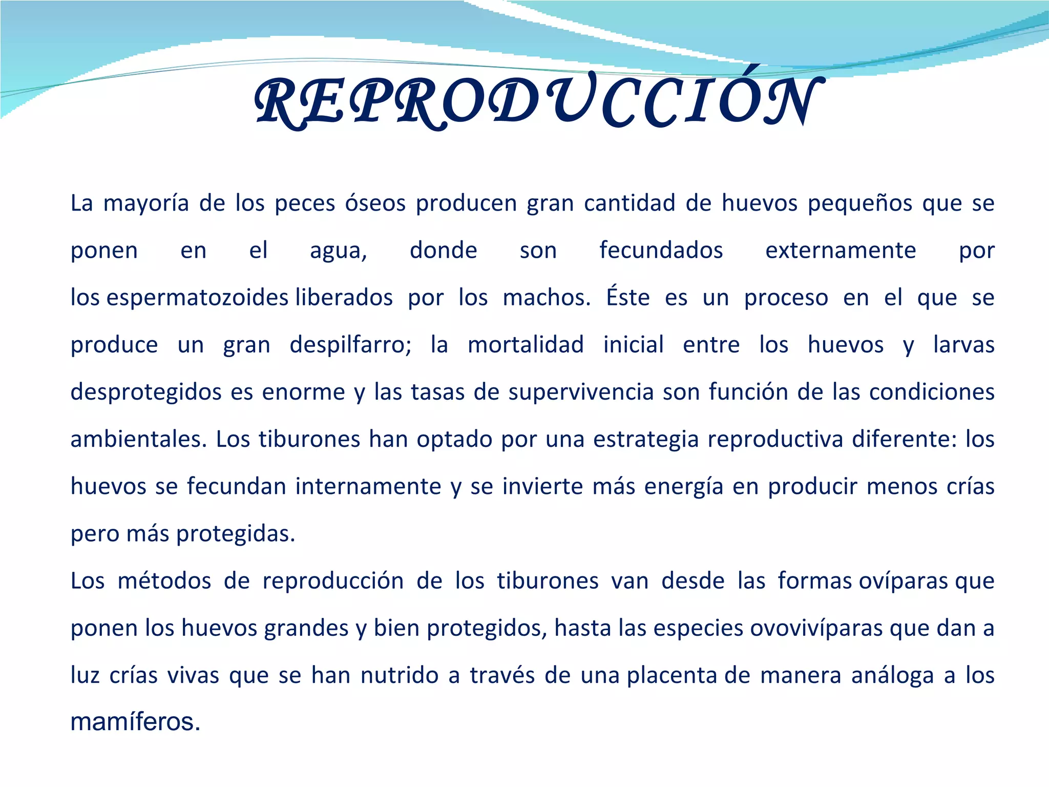 REPRODUCCIÓN        La mayoría de los peces óseos producen gran cantidad de huevos pequeños que se ponen en el agua, donde son fecundados externamente por los espermatozoides liberados por los machos. Éste es un proceso en el que se produce un gran despilfarro; la mortalidad inicial entre los huevos y larvas desprotegidos es enorme y las tasas de supervivencia son función de las condiciones ambientales. Los tiburones han optado por una estrategia reproductiva diferente: los huevos se fecundan internamente y se invierte más energía en producir menos crías pero más protegidas. Los métodos de reproducción de los tiburones van desde las formas ovíparas que ponen los huevos grandes y bien protegidos, hasta las especies ovovivíparas que dan a luz crías vivas que se han nutrido a través de una placenta de manera análoga a los  mamíferos. 