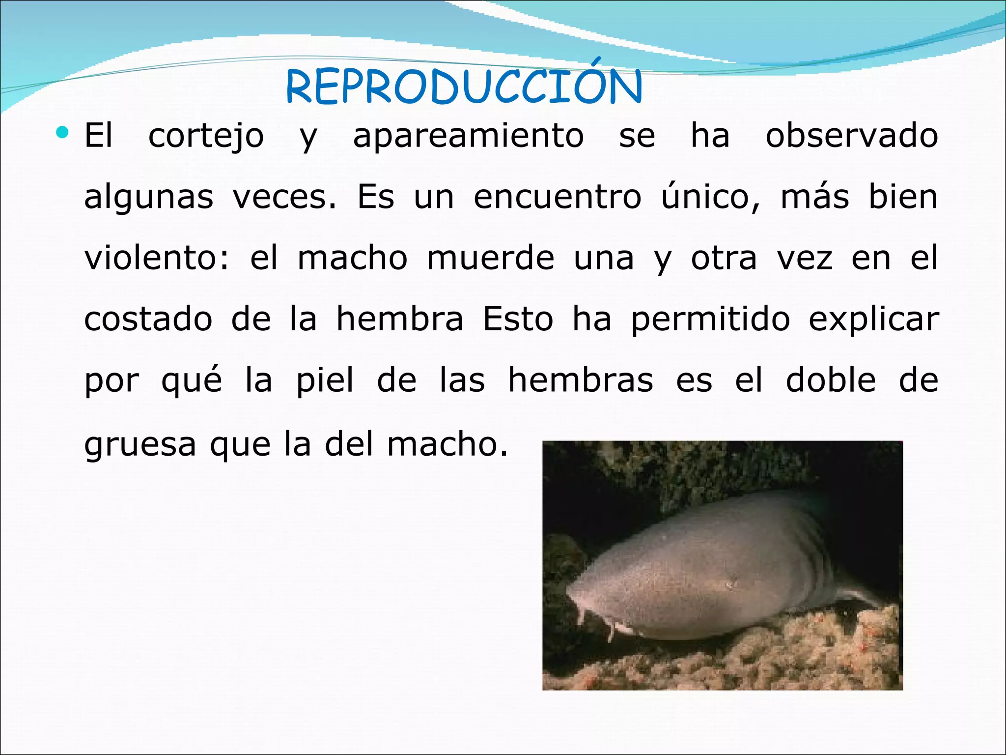 El cortejo y apareamiento se ha observado algunas veces. Es un encuentro único, más bien violento: el macho muerde una y otra vez en el costado de la hembra Esto ha permitido explicar por qué la piel de las hembras es el doble de gruesa que la del macho.   REPRODUCCIÓN 