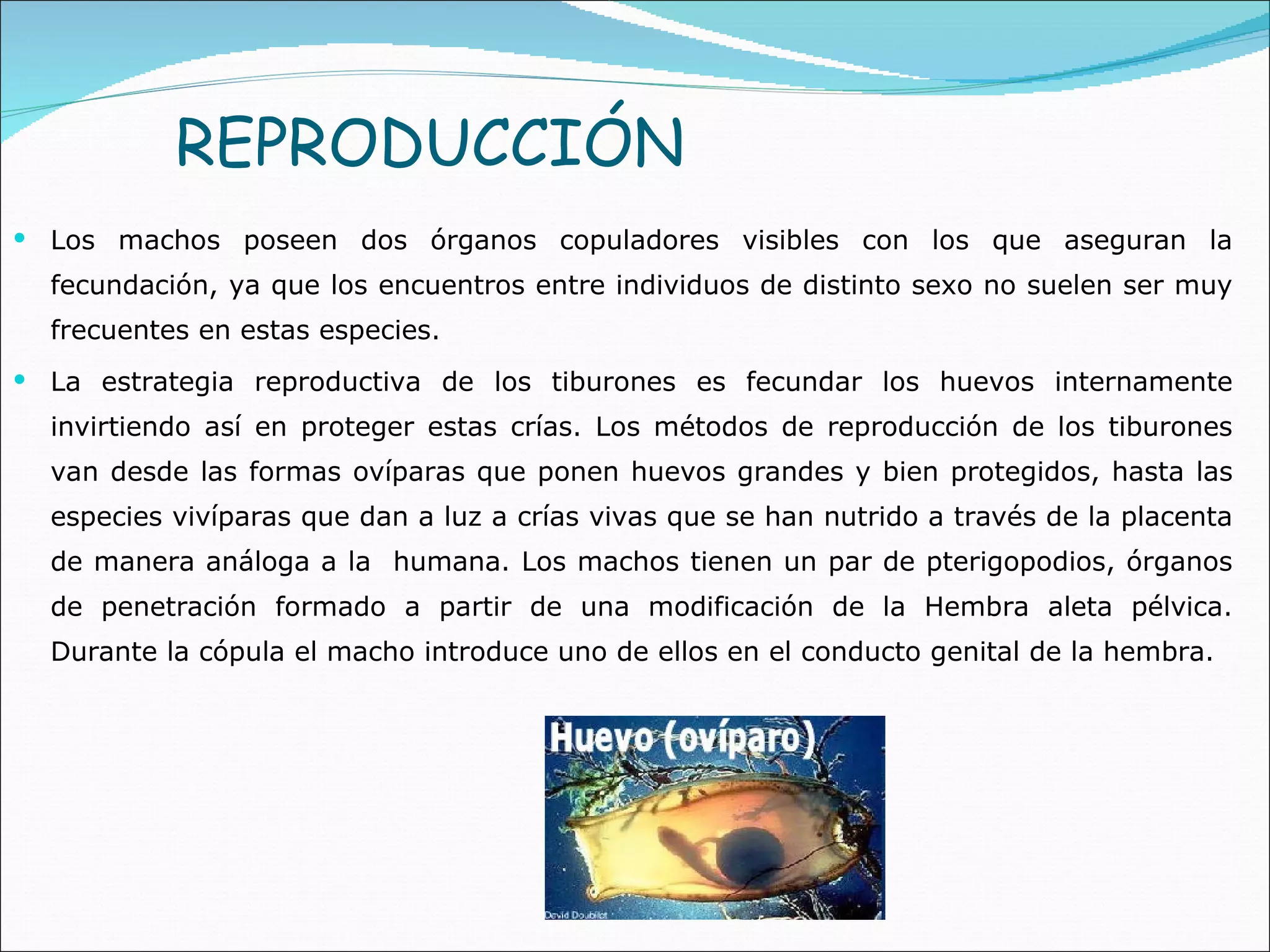 REPRODUCCIÓN Los machos poseen dos órganos copuladores visibles con los que aseguran la fecundación, ya que los encuentros entre individuos de distinto sexo no suelen ser muy frecuentes en estas especies. La estrategia reproductiva de los tiburones es fecundar los huevos internamente invirtiendo así en proteger estas crías. Los métodos de reproducción de los tiburones van desde las formas ovíparas que ponen huevos grandes y bien protegidos, hasta las especies vivíparas que dan a luz a crías vivas que se han nutrido a través de la placenta de manera análoga a la  humana. Los machos tienen un par de pterigopodios, órganos de penetración formado a partir de una modificación de la Hembra aleta pélvica. Durante la cópula el macho introduce uno de ellos en el conducto genital de la hembra.  