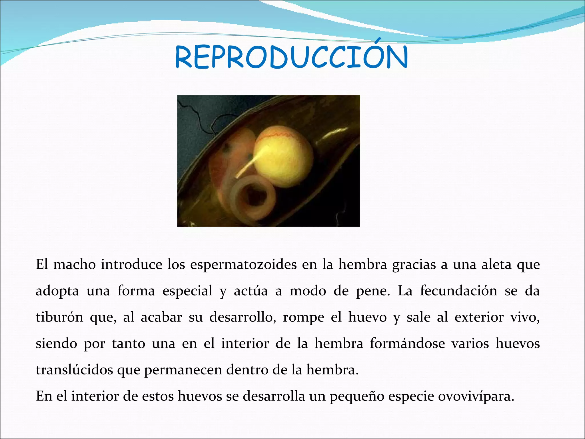 REPRODUCCIÓN El macho introduce los espermatozoides en la hembra gracias a una aleta que adopta una forma especial y actúa a modo de pene. La fecundación se da tiburón que, al acabar su desarrollo, rompe el huevo y sale al exterior vivo, siendo por tanto una en el interior de la hembra formándose varios huevos translúcidos que permanecen dentro de la hembra. En el interior de estos huevos se desarrolla un pequeño especie ovovivípara. 