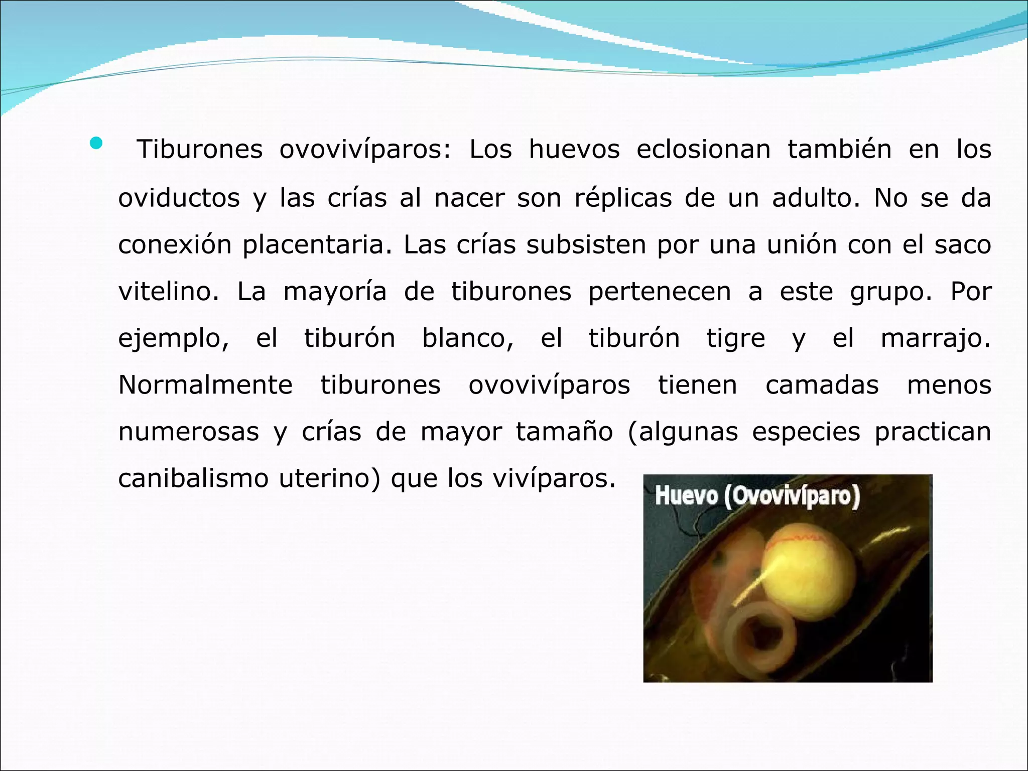 Tiburones ovovivíparos: Los huevos eclosionan también en los oviductos y las crías al nacer son réplicas de un adulto. No se da conexión placentaria. Las crías subsisten por una unión con el saco vitelino. La mayoría de tiburones pertenecen a este grupo. Por ejemplo, el tiburón blanco, el tiburón tigre y el marrajo. Normalmente tiburones ovovivíparos tienen camadas menos numerosas y crías de mayor tamaño (algunas especies practican canibalismo uterino) que los vivíparos.  
