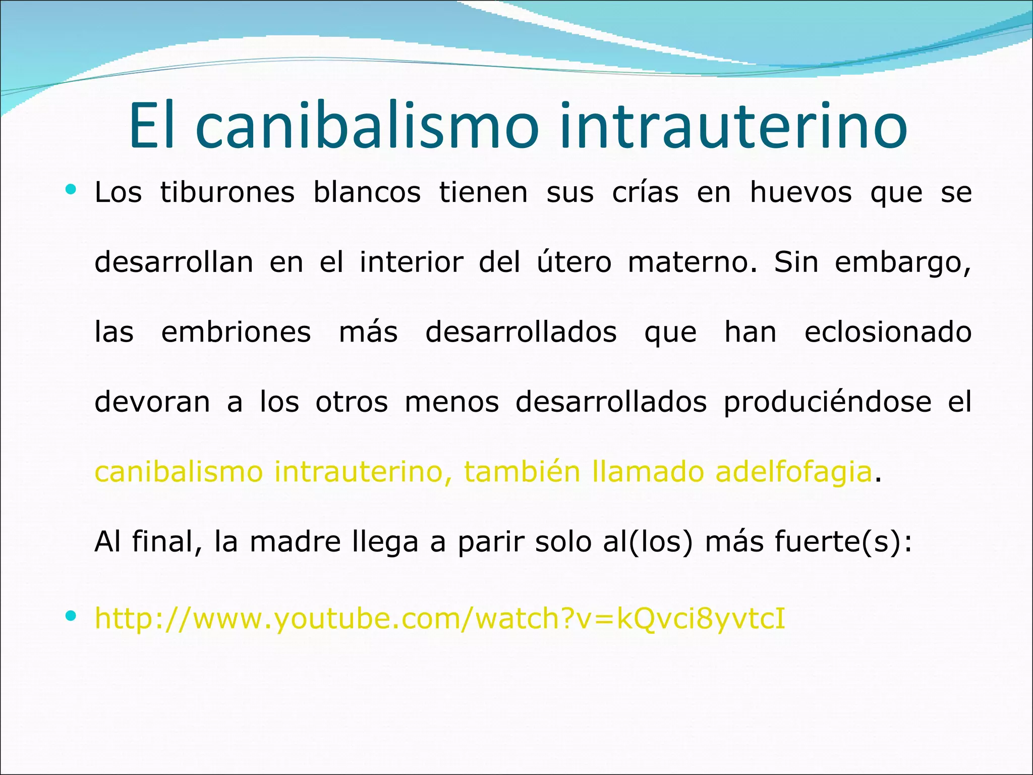 El canibalismo intrauterino Los tiburones blancos tienen sus crías en huevos que se desarrollan en el interior del útero materno. Sin embargo, las embriones más desarrollados que han eclosionado devoran a los otros menos desarrollados produciéndose el  canibalismo intrauterino,  también  llamado adelfofagia . Al final, la madre llega a parir solo al(los) más fuerte(s):  http://www.youtube.com/watch?v=kQvci8yvtcI 