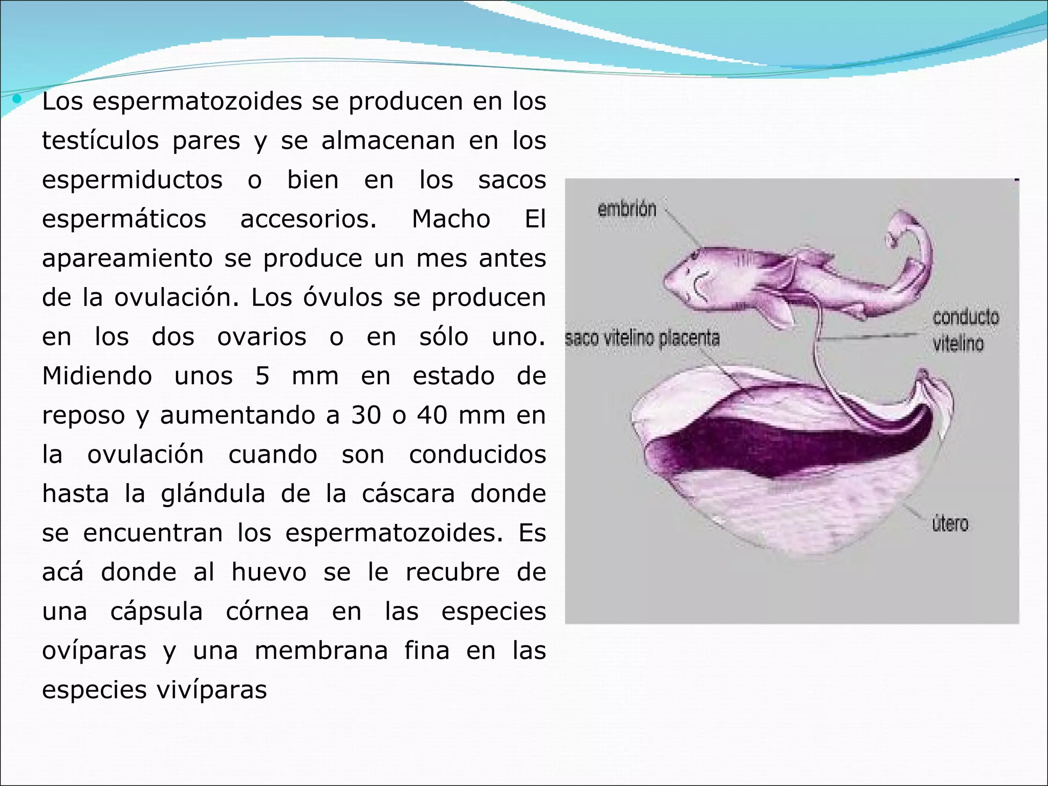Los espermatozoides se producen en los testículos pares y se almacenan en los espermiductos o bien en los sacos espermáticos accesorios. Macho El apareamiento se produce un mes antes de la ovulación. Los óvulos se producen en los dos ovarios o en sólo uno. Midiendo unos 5 mm en estado de reposo y aumentando a 30 o 40 mm en la ovulación cuando son conducidos hasta la glándula de la cáscara donde se encuentran los espermatozoides. Es acá donde al huevo se le recubre de una cápsula córnea en las especies ovíparas y una membrana fina en las especies vivíparas  
