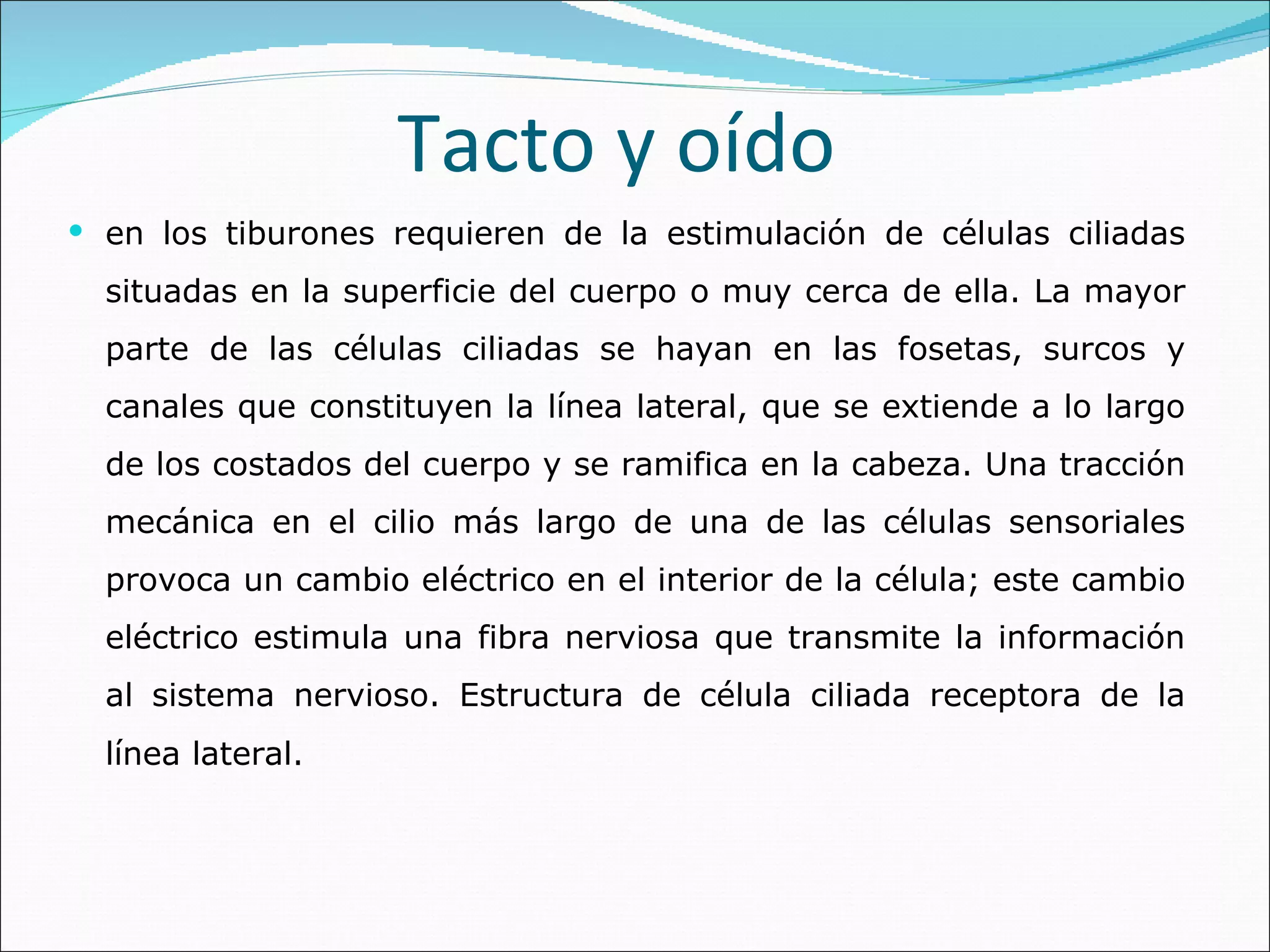 Tacto y oído  en los tiburones requieren de la estimulación de células ciliadas situadas en la superficie del cuerpo o muy cerca de ella. La mayor parte de las células ciliadas se hayan en las fosetas, surcos y canales que constituyen la línea lateral, que se extiende a lo largo de los costados del cuerpo y se ramifica en la cabeza. Una tracción mecánica en el cilio más largo de una de las células sensoriales provoca un cambio eléctrico en el interior de la célula; este cambio eléctrico estimula una fibra nerviosa que transmite la información al sistema nervioso. Estructura de célula ciliada receptora de la línea lateral.   