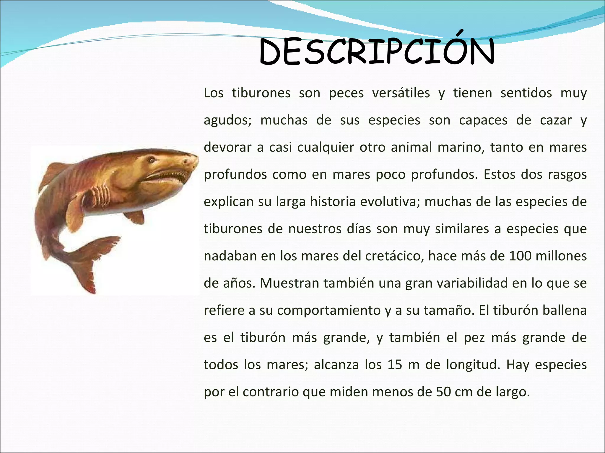 Los tiburones son peces versátiles y tienen sentidos muy agudos; muchas de sus especies son capaces de cazar y devorar a casi cualquier otro animal marino, tanto en mares profundos como en mares poco profundos. Estos dos rasgos explican su larga historia evolutiva; muchas de las especies de tiburones de nuestros días son muy similares a especies que nadaban en los mares del cretácico, hace más de 100 millones de años. Muestran también una gran variabilidad en lo que se refiere a su comportamiento y a su tamaño. El tiburón ballena es el tiburón más grande, y también el pez más grande de todos los mares; alcanza los 15 m de longitud. Hay especies por el contrario que miden menos de 50 cm de largo. DESCRIPCIÓN 