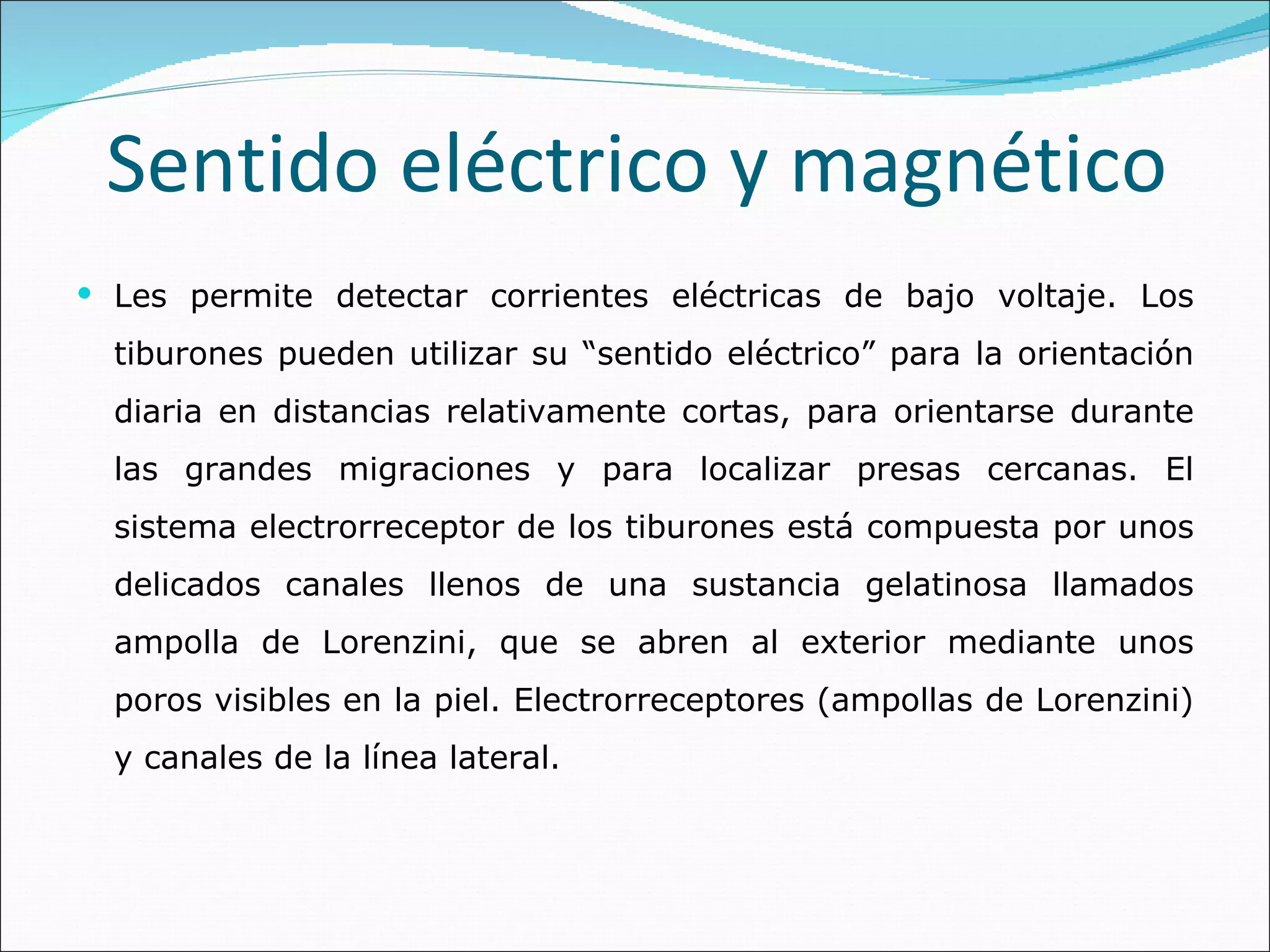 Sentido eléctrico y magnético Les permite detectar corrientes eléctricas de bajo voltaje. Los tiburones pueden utilizar su “sentido eléctrico” para la orientación diaria en distancias relativamente cortas, para orientarse durante las grandes migraciones y para localizar presas cercanas. El sistema electrorreceptor de los tiburones está compuesta por unos delicados canales llenos de una sustancia gelatinosa llamados ampolla de Lorenzini, que se abren al exterior mediante unos poros visibles en la piel. Electrorreceptores (ampollas de Lorenzini) y canales de la línea lateral.  