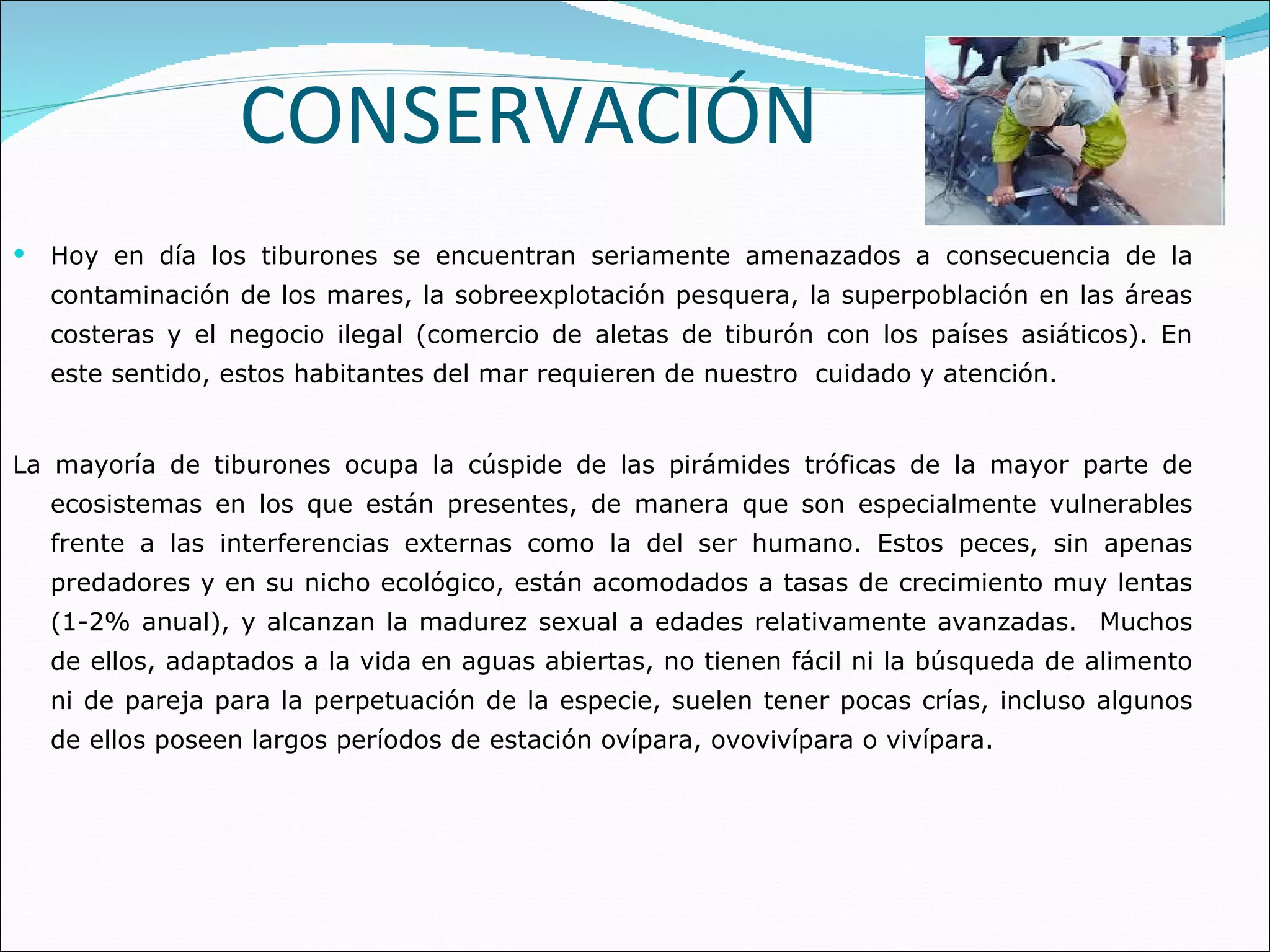 CONSERVACIÓN Hoy en día los tiburones se encuentran seriamente amenazados a consecuencia de la contaminación de los mares, la sobreexplotación pesquera, la superpoblación en las áreas costeras y el negocio ilegal (comercio de aletas de tiburón con los países asiáticos). En este sentido, estos habitantes del mar requieren de nuestro  cuidado y atención. La mayoría de tiburones ocupa la cúspide de las pirámides tróficas de la mayor parte de ecosistemas en los que están presentes, de manera que son especialmente vulnerables frente a las interferencias externas como la del ser humano. Estos peces, sin apenas predadores y en su nicho ecológico, están acomodados a tasas de crecimiento muy lentas (1-2% anual), y alcanzan la madurez sexual a edades relativamente avanzadas.  Muchos de ellos, adaptados a la vida en aguas abiertas, no tienen fácil ni la búsqueda de alimento ni de pareja para la perpetuación de la especie, suelen tener pocas crías, incluso algunos de ellos poseen largos períodos de estación ovípara, ovovivípara o vivípara.  
