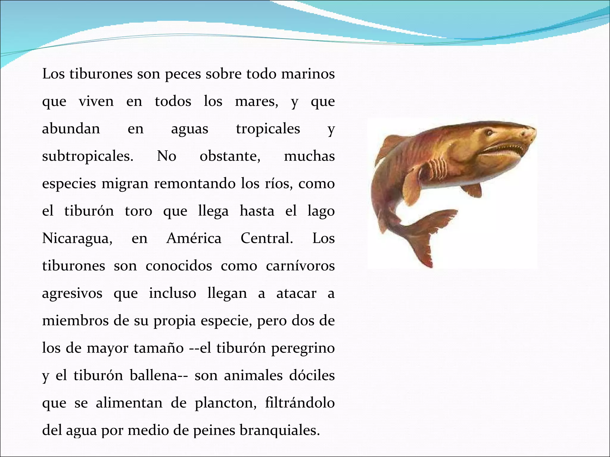 Los tiburones son peces sobre todo marinos que viven en todos los mares, y que abundan en aguas tropicales y subtropicales. No obstante, muchas especies migran remontando los ríos, como el tiburón toro que llega hasta el lago Nicaragua, en América Central. Los tiburones son conocidos como carnívoros agresivos que incluso llegan a atacar a miembros de su propia especie, pero dos de los de mayor tamaño --el tiburón peregrino y el tiburón ballena-- son animales dóciles que se alimentan de plancton, filtrándolo del agua por medio de peines branquiales. 