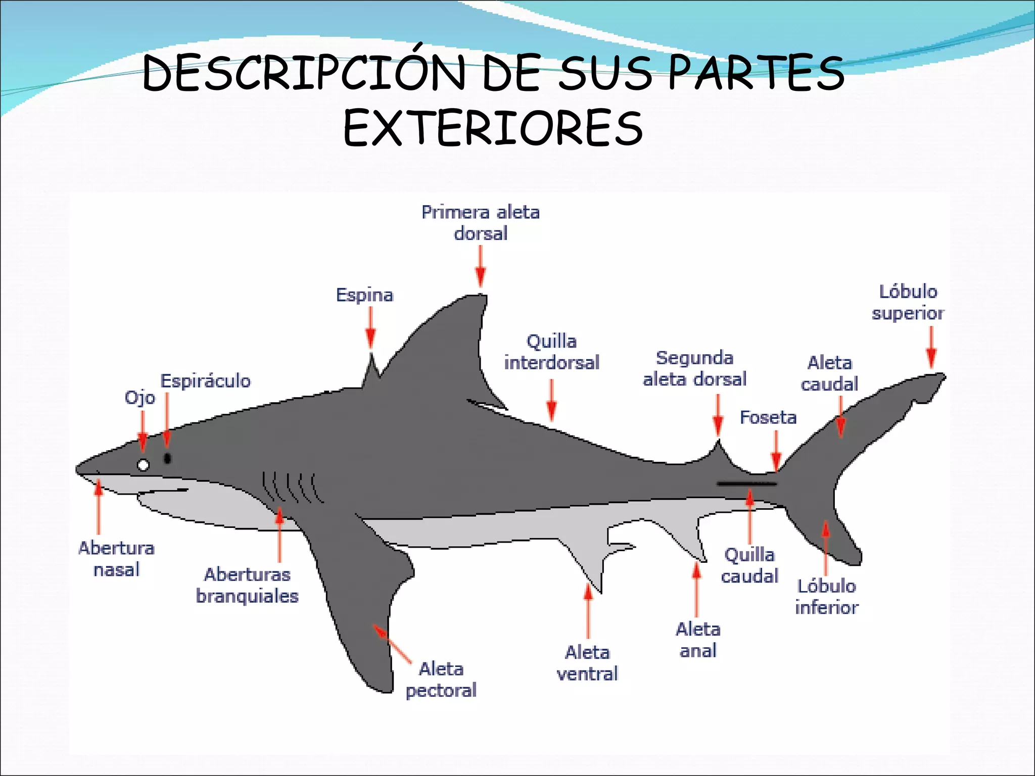 DESCRIPCIÓN DE SUS PARTES EXTERIORES 