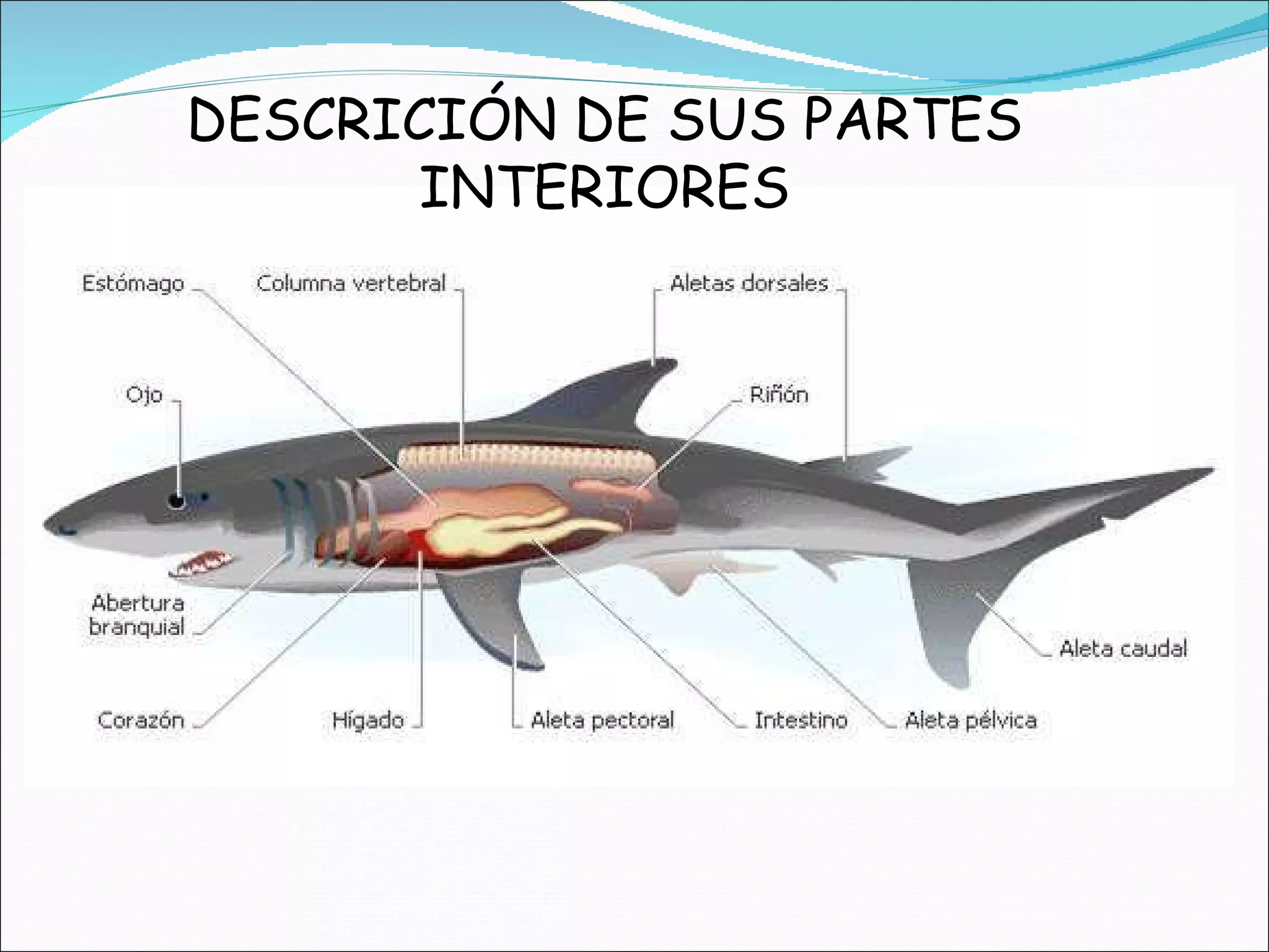 DESCRICIÓN DE SUS PARTES INTERIORES 
