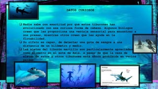 DATOS CURIOSOS
 Nadie sabe con exactitud por qué estos tiburones han
evolucionado con esa curiosa forma de cabeza. Algunos biólogos
creen que les proporciona una ventaja sensorial para encontrar a
sus presas, mientras otros creen que les ayuda en la
flotabilidad.
 Su olfato es capaz, de detectar una gota de sangre a una
distancia de un kilómetro y medio.
 Las aletas del tiburón martillo son particularmente apreciadas
como alimento en el este de Asia, a pesar de que la caza de
aletas de estos y otros tiburones está ahora prohibida en varios
países
 