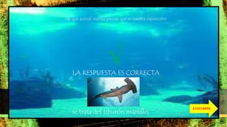 ¿de qué animal marino piensas qué es nuestra exposición?
√LA RESPUESTA ES CORRECTA
se trata del tiburón martillo
SIGUIENTE
 