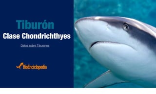 Tiburón
Clase Chondrichthyes
Datos sobre Tiburones
 