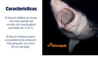 El tiburón ballena es el pez
vivo más grande del
mundo con una longitud
promedio de 12.6 m.
El tiburón linterna enano
es posiblemente el tiburón
más pequeño con unos
20 cm de largo.
Características
 