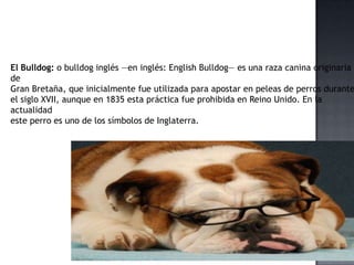 El Bulldog: o bulldog inglés —en inglés: English Bulldog— es una raza canina originaria
de
Gran Bretaña, que inicialmente fue utilizada para apostar en peleas de perros durante
el siglo XVII, aunque en 1835 esta práctica fue prohibida en Reino Unido. En la
actualidad
este perro es uno de los símbolos de Inglaterra.
 