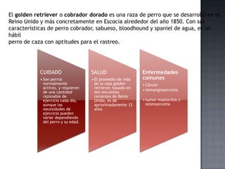 El golden retriever o cobrador dorado es una raza de perro que se desarrolló en el
Reino Unido y más concretamente en Escocia alrededor del año 1850. Con sus
características de perro cobrador, sabueso, bloodhound y spaniel de agua, es un
hábil
perro de caza con aptitudes para el rastreo.
CUIDADO
• Son perros
normalmente
activos, y requieren
de una cantidad
razonable de
ejercicio cada día,
aunque las
necesidades de
ejercicio pueden
variar dependiendo
del perro y su edad.
SALUD
• El promedio de vida
de la raza golden
retriever, basado en
dos encuestas
recientes de Reino
Unido, es de
aproximadamente 12
años
Enfermedades
comunes
• Cáncer
• hemangiosarcoma
• tumor mastocitos y
osteosarcoma
 