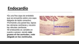 Endocardio
•Es una fina capa de endotelio
que se encuentra sobre una capa
delgada de tejido conectivo.
•Formando una pared lisa, tapiza
las cámaras cardíacas y recubre
las válvulas cardíacas.
•El endocardio es variable en
cuanto a grosor, siendo más
grueso en las aurículas y más
delgado en los ventrículos.
 