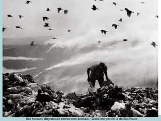 Ser humano disputando restos com animais – Lixão em periferia de São Paulo 