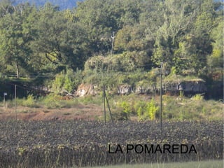 LA POMAREDA