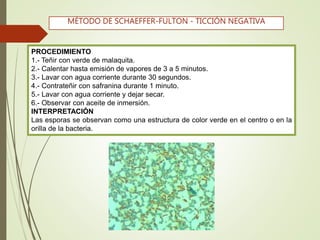 PROCEDIMIENTO
1.- Teñir con verde de malaquita.
2.- Calentar hasta emisión de vapores de 3 a 5 minutos.
3.- Lavar con agua corriente durante 30 segundos.
4.- Contrateñir con safranina durante 1 minuto.
5.- Lavar con agua corriente y dejar secar.
6.- Observar con aceite de inmersión.
INTERPRETACIÓN
Las esporas se observan como una estructura de color verde en el centro o en la
orilla de la bacteria.
MÉTODO DE SCHAEFFER-FULTON - TICCIÓN NEGATIVA
 