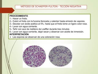 PROCEDIMIENTO
1.- Hacer un frotis.
2.- Cubrir el frotis con la fucsina fenicada y calentar hasta emisión de vapores.
3.- Decolar con ácido acético al 5%, hasta que el frotis tome un ligero color rosa.
4.- Lavar con agua corriente.
5.- Teñir con azul de metileno de Loeffler durante tres minutos
6.- Lavar con agua corriente, dejar secar y observar con aceite de inmersión.
INTERPRETACIÓN
 Las esporas se observan de una coloración rosa.
MÉTODO DE SCHAEFFER-FULTON - TICCIÓN NEGATIVA
 