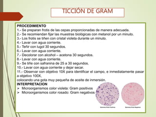 PROCEDIMIENTO
1.- Se preparan frotis de las cepas proporcionadas de manera adecuada.
2.- Se recomiendan fijar las muestras biológicas con metanol por un minuto.
3.- Los frotis se tiñen con cristal violeta durante un minuto.
4.- Lavar con agua corriente.
5.- Teñir con lugol 30 segundos.
6.- Lavar con agua corriente.
7.- Decolorar con alcohol – acetona 30 segundos.
8.- Lavar con agua corriente.
9.- Se tiñe con safranina de 25 a 30 segundos.
10.- Lavar con agua corriente y dejar secar.
11.- Observar con objetivo 10X para identificar el campo, e inmediatamente pasar
a objetivo 100X,
colocando una gota muy pequeña de aceite de inmersión.
INTERPRETACION
 Microorganismos color violeta: Gram positivos
 Microorganismos color rosado: Gram negativos
TICCIÓN DE GRAM
 