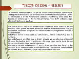 La tinción de Ziehl-Neelsen es un tipo de tinción diferencial rápida y económica,
usada para la identificación de bacterias ácido-alcohol resistentes (BAAR) , como
M. tuberculosis o el filo Apicomplexa (coccidios intestinales) entre otros. Fue
descrita por primera vez por dos médicos alemanes: Franz Ziehl, un bacteriólogo,
y Friedrich Nielsen, un patólogo.
TINCIÓN DE ZIEHL – NEELSEN
Los bacilos Acido – resistentes se denominan así por que están rodeados por una
envoltura cérea que es resistente a la tinción. Por eso es necesario calor para que
el colorante penetre en la cápsula, una vez teñidos los microorganismos resisten a
la decoloración.
Esta tinción consta de tres reactivos: Carbolfucsina, alcohol ácido al 3% y azul de
metileno.
Los carbolfucsina se utiliza para la tinción primaria ya que atraviesa el material
céreo de los bacilos ácido – resistentes. Se aplica calor con la llama de una
lámpara de alcohol o de un mechero para que
el colorante penetre en la cápsula. El alcohol ácido se utiliza para decolorar; las
bacterias ácido – resistentes no sufren decoloración mientras que otras bacterias
se destiñen. El azul de metileno sirve como colorante de contraste
 