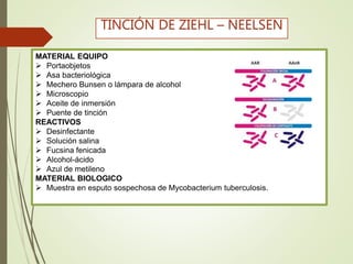 MATERIAL EQUIPO
 Portaobjetos
 Asa bacteriológica
 Mechero Bunsen o lámpara de alcohol
 Microscopio
 Aceite de inmersión
 Puente de tinción
REACTIVOS
 Desinfectante
 Solución salina
 Fucsina fenicada
 Alcohol-ácido
 Azul de metileno
MATERIAL BIOLOGICO
 Muestra en esputo sospechosa de Mycobacterium tuberculosis.
TINCIÓN DE ZIEHL – NEELSEN
 