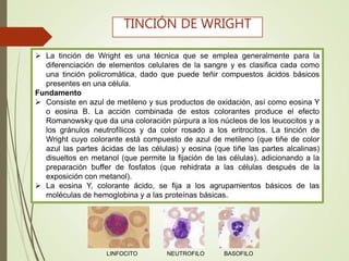  La tinción de Wright es una técnica que se emplea generalmente para la
diferenciación de elementos celulares de la sangre y es clasifica cada como
una tinción policromática, dado que puede teñir compuestos ácidos básicos
presentes en una célula.
Fundamento
 Consiste en azul de metileno y sus productos de oxidación, así como eosina Y
o eosina B. La acción combinada de estos colorantes produce el efecto
Romanowsky que da una coloración púrpura a los núcleos de los leucocitos y a
los gránulos neutrofílicos y da color rosado a los eritrocitos. La tinción de
Wright cuyo colorante está compuesto de azul de metileno (que tiñe de color
azul las partes ácidas de las células) y eosina (que tiñe las partes alcalinas)
disueltos en metanol (que permite la fijación de las células), adicionando a la
preparación buffer de fosfatos (que rehidrata a las células después de la
exposición con metanol).
 La eosina Y, colorante ácido, se fija a los agrupamientos básicos de las
moléculas de hemoglobina y a las proteínas básicas.
TINCIÓN DE WRIGHT
LINFOCITO NEUTROFILO BASOFILO
 