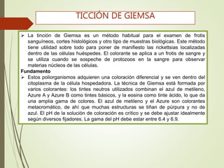  La tinción de Giemsa es un método habitual para el examen de frotis
sanguíneos, cortes histológicos y otro tipo de muestras biológicas. Este método
tiene utilidad sobre todo para poner de manifiesto las rickettsias localizadas
dentro de las células huéspedes. El colorante se aplica a un frotis de sangre y
se utiliza cuando se sospeche de protozoos en la sangre para observar
materias núcleos de las células.
Fundamento
 Estos poliorganismos adquieren una coloración diferencial y se ven dentro del
citoplasma de la célula hospedadora. La técnica de Giemsa está formada por
varios colorantes: los tintes neutros utilizados combinan el azul de metileno,
Azure A y Azure B como tintes básicos, y la eosina como tinte ácido, lo que da
una amplia gama de colores. El azul de metileno y el Azure son colorantes
metacromático, de ahí que muchas estructuras se tiñan de púrpura y no de
azul. El pH de la solución de coloración es crítico y se debe ajustar idealmente
según diversos fijadores. La gama del pH debe estar entre 6.4 y 6.9.
TICCIÓN DE GIEMSA
 