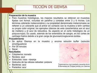 Preparación de la muestra
 Para muestras histológicas, los mejores resultados se obtienen en muestras
fijadas con formol, incluidas en parafina y cortadas entre 3 y 6 micras. Los
términos colorante metacromático y su propiedad denominada metacromasia se
refieren a un colorante que al entrar en contacto con la muestra a teñir cambia
su propio color original; los ejemplos clásicos de esta característica son el azul
de metileno y el azul de tolouidina. Su aspecto en el corte histológico da un
púrpura-rojizo. Es usado, además de los extendidos de sangre, en los cortes de
cartílago hialino debido a la gran carga de glucosaminoglucanos ácidos.
Procedimiento
 Se aplica Giemsa en la muestra y encima solución buffer (solución
amortiguadora)
 Por 30 minutos
 Secar
Resultados
 Citoplasma: morado
 Núcleos: azul
 Eritrocitos: rosa - naranja
 Gránulos de las células cebadas: púrpura
 Bacterias: azul
 Parásitos: azul
TICCIÓN DE GIEMSA
Trypanosoma cruzi (parásito causante de la
Enfermedad de Chagas) teñido con Giemsa
 