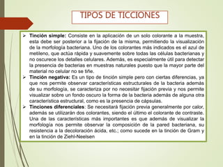  Tinción simple: Consiste en la aplicación de un solo colorante a la muestra,
esta debe ser posterior a la fijación de la misma, permitiendo la visualización
de la morfología bacteriana. Uno de los colorantes más indicados es el azul de
metileno, que actúa rápida y suavemente sobre todas las células bacterianas y
no oscurece los detalles celulares. Además, es especialmente útil para detectar
la presencia de bacterias en muestras naturales puesto que la mayor parte del
material no celular no se tiñe.
 Tinción negativa: Es un tipo de tinción simple pero con ciertas diferencias, ya
que nos permite observar características estructurales de la bacteria además
de su morfología, se caracteriza por no necesitar fijación previa y nos permite
visualizar sobre un fondo oscuro la forma de la bacteria además de alguna otra
característica estructural, como es la presencia de cápsulas.
 Tinciones diferenciales: Se necesitará fijación previa generalmente por calor,
además se utilizarán dos colorantes, siendo el último el colorante de contraste.
Una de las características más importantes es que además de visualizar la
morfología nos permite observar la composición de la pared bacteriana, su
resistencia a la decoloración ácida, etc.; como sucede en la tinción de Gram y
en la tinción de Ziehl-Neelsen
TIPOS DE TICCIONES
 